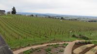 Vineyards stretching across the Oregon hills